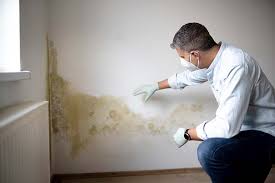 Best Mold Remediation for Vacation Homes  in USA